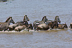 Streifengnus und Steppenzebras