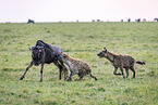 Streifengnu und Hyänen