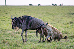 Streifengnu und Hyänen