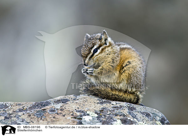 Streifenh�rnchen / Chipmunk / MBS-08196