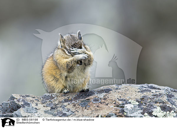 Streifenh�rnchen / MBS-08198