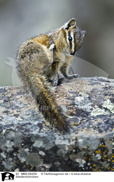 Streifenhrnchen / Chipmunk / MBS-08209