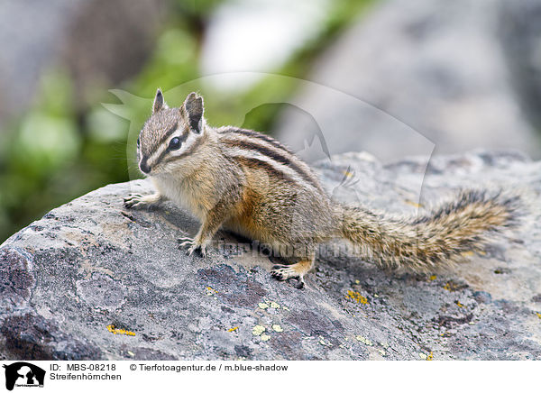 Streifenh�rnchen / Chipmunk / MBS-08218