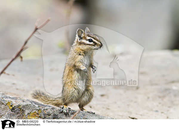 Streifenh�rnchen / Chipmunk / MBS-08220
