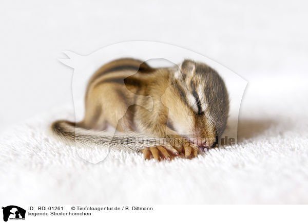 liegende Streifenhrnchen / lying Chipmunk / BDI-01261