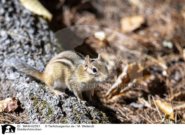 Streifenh�rnchen / chipmunk / MAW-02561