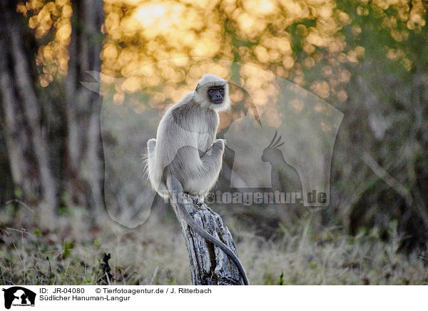 Sdlicher Hanuman-Langur / tufted grey langur / JR-04080