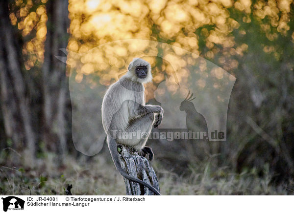 Sdlicher Hanuman-Langur / tufted grey langur / JR-04081