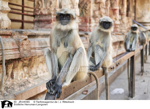 Sdliche Hanuman-Languren / tufted grey langurs / JR-04090