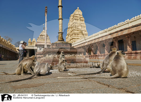 Sdliche Hanuman-Languren / tufted grey langurs / JR-04101