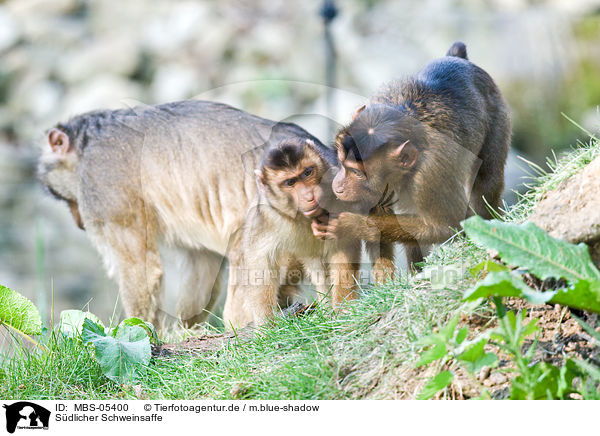 Sdlicher Schweinsaffe / Southern Pig-tailed Macaque / MBS-05400