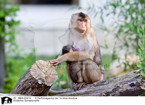 Sdlicher Schweinsaffe / Southern Pig-tailed Macaque / MBS-05412