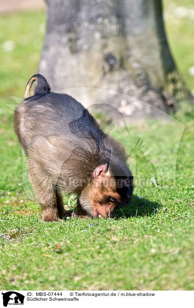 S�dlicher Schweinsaffe / Southern Pig-tailed Macaque / MBS-07444