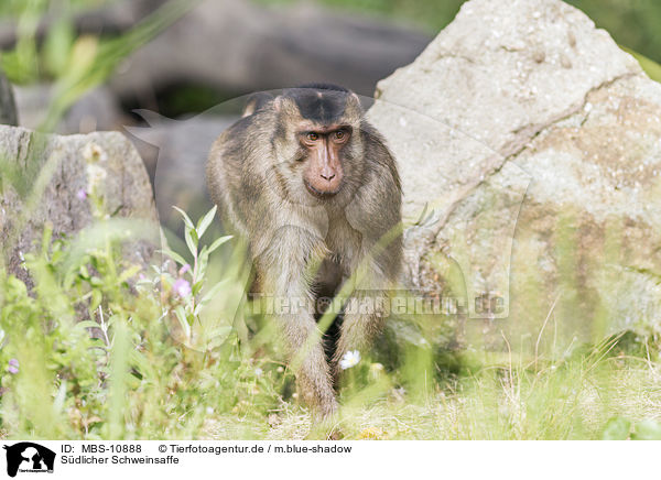 Sdlicher Schweinsaffe / Southern Pig-tailed Macaque / MBS-10888
