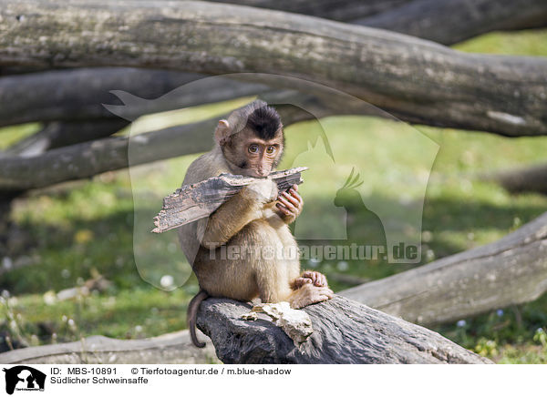 Sdlicher Schweinsaffe / Southern Pig-tailed Macaque / MBS-10891