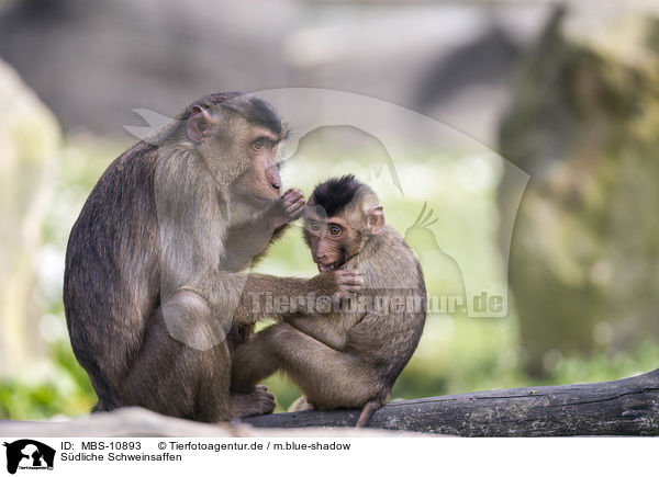 Sdliche Schweinsaffen / Southern Pig-tailed Macaques / MBS-10893