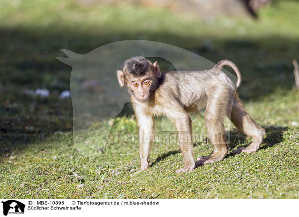 Sdlicher Schweinsaffe / Southern Pig-tailed Macaque / MBS-10895