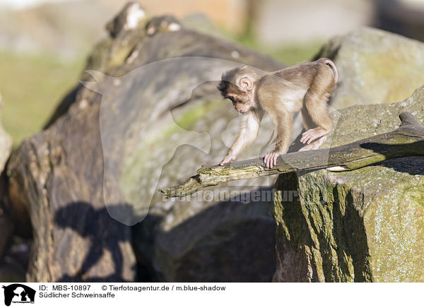 Sdlicher Schweinsaffe / Southern Pig-tailed Macaque / MBS-10897
