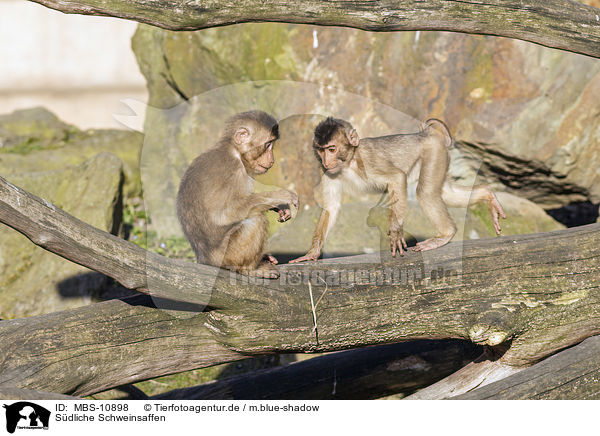 Sdliche Schweinsaffen / Southern Pig-tailed Macaques / MBS-10898
