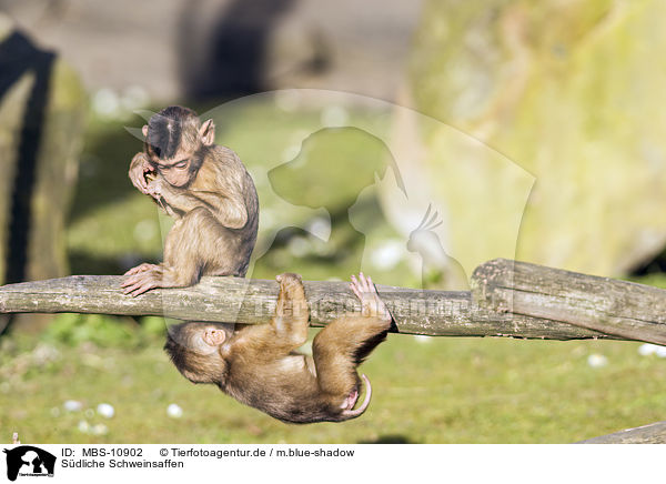 Sdliche Schweinsaffen / Southern Pig-tailed Macaques / MBS-10902