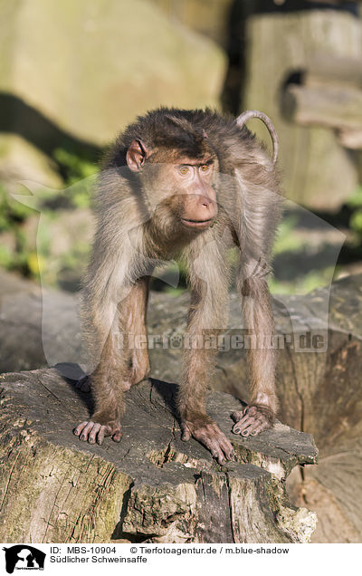 Sdlicher Schweinsaffe / Southern Pig-tailed Macaque / MBS-10904