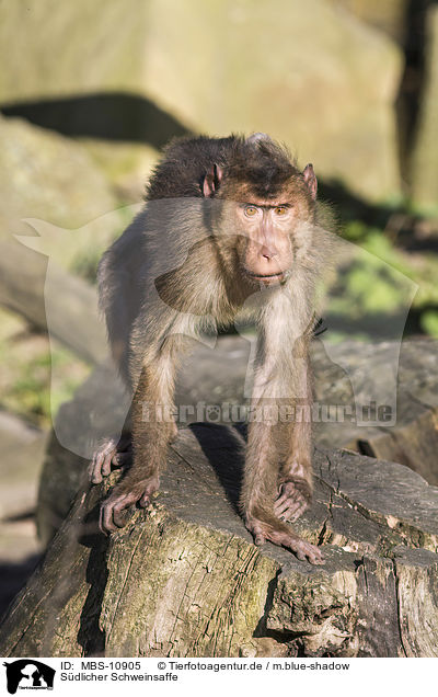 Sdlicher Schweinsaffe / Southern Pig-tailed Macaque / MBS-10905