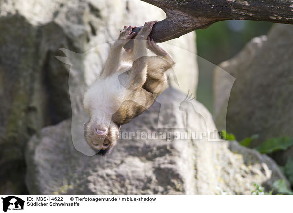 Sdlicher Schweinsaffe / southern pig-tailed macaque / MBS-14622