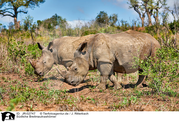 Sdliche Breitmaulnashrner / southern square-lipped rhinoceroses / JR-02747