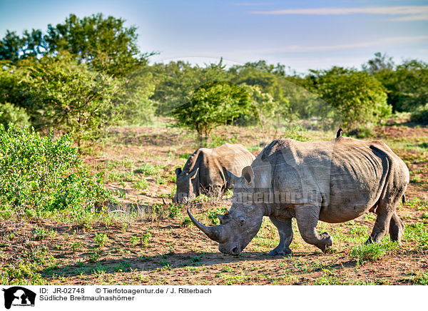Sdliche Breitmaulnashrner / southern square-lipped rhinoceroses / JR-02748