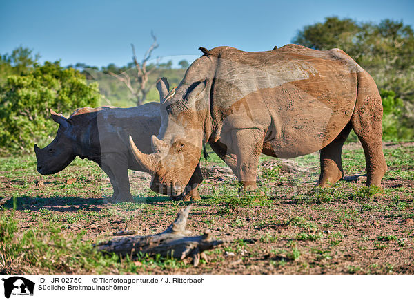 Sdliche Breitmaulnashrner / southern square-lipped rhinoceroses / JR-02750