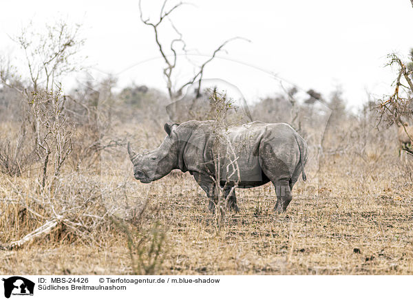 Sdliches Breitmaulnashorn / southern square-lipped rhinoceros / MBS-24426