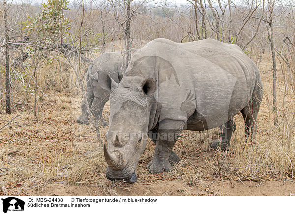 Sdliches Breitmaulnashorn / southern square-lipped rhinoceros / MBS-24438