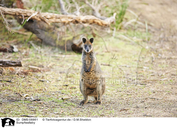 Sumpfwallaby / black pademelon / DMS-08861