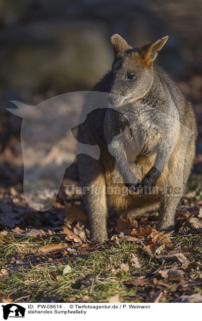 stehendes Sumpfwallaby / PW-08614
