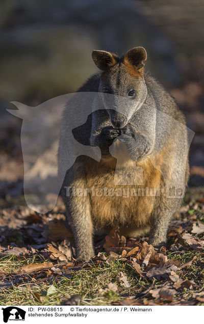 stehendes Sumpfwallaby / standing Black Pademelon / PW-08615
