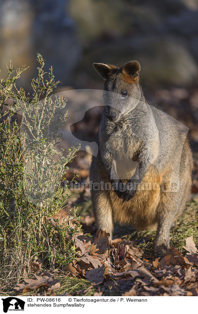 stehendes Sumpfwallaby / PW-08616