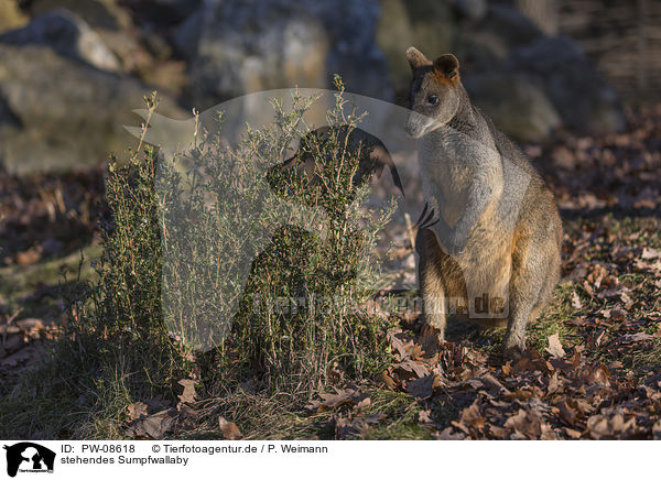 stehendes Sumpfwallaby / standing Black Pademelon / PW-08618