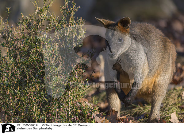 stehendes Sumpfwallaby / PW-08619
