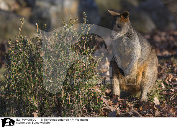 stehendes Sumpfwallaby / PW-08620