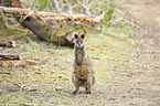 Sumpfwallaby