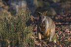 stehendes Sumpfwallaby