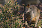 stehendes Sumpfwallaby