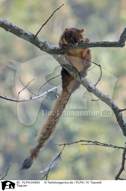 Taguan / common giant flying squirrel / FLPA-04800