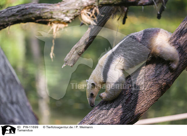 Tamandua / PW-11699