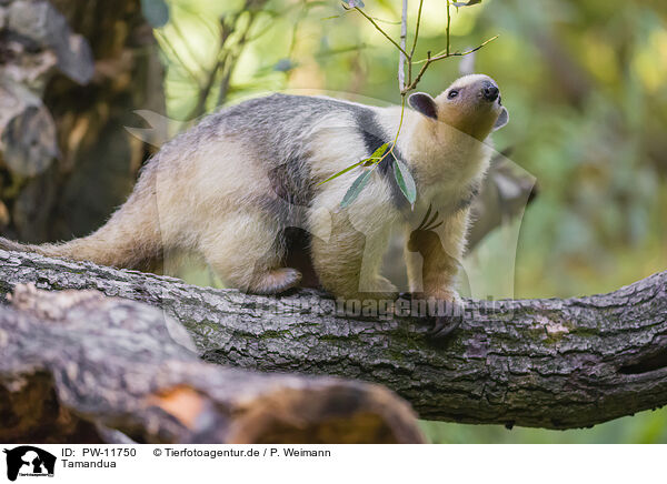 Tamandua / collared anteater / PW-11750