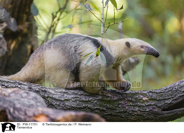 Tamandua / collared anteater / PW-11751
