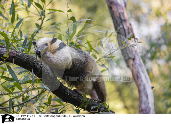 Tamandua / collared anteater / PW-11754
