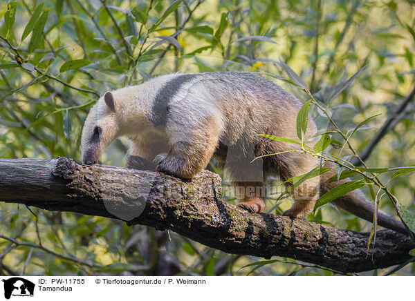 Tamandua / collared anteater / PW-11755