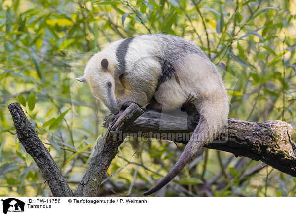 Tamandua / PW-11756