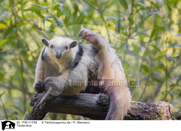 Tamandua / collared anteater / PW-11758